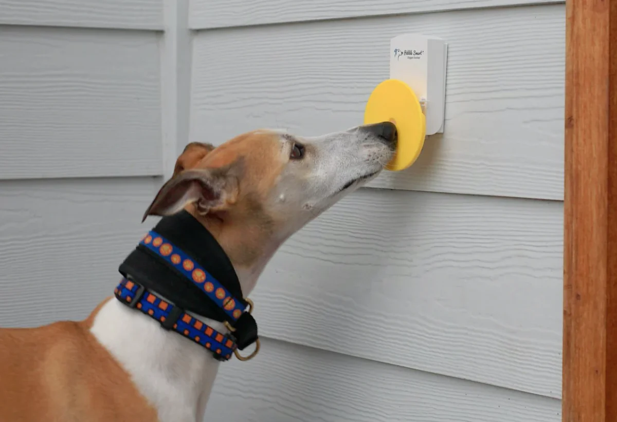 Teach Youur Dog to Ring a Bell to Go Outside