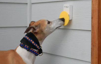 Teach Youur Dog to Ring a Bell to Go Outside