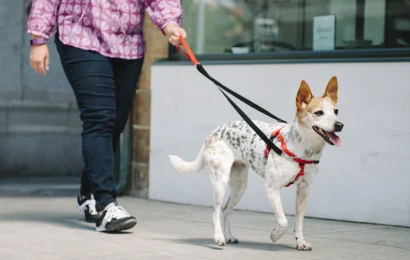 Teach Your Dog To Walk On Leash Without Pulling
