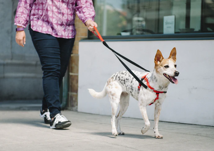 Teach Your Dog To Walk On Leash Without Pulling