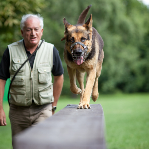 Top Dog Trainers