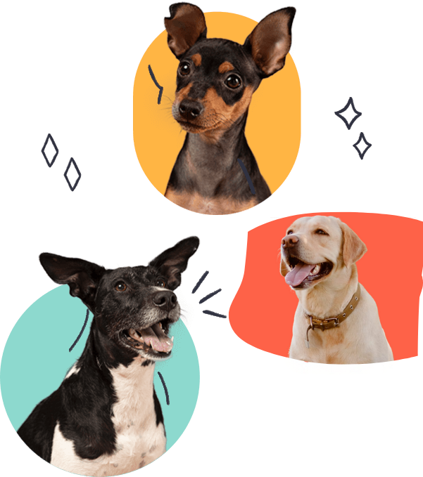 dog training niche