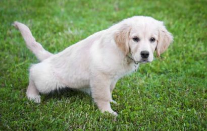 article-toilet-training-your-puppy