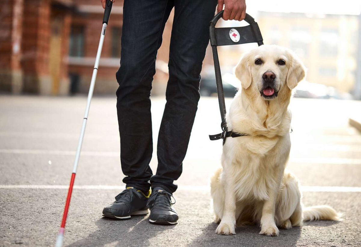 Is Your Dog a Candidate for Service Dog Work?