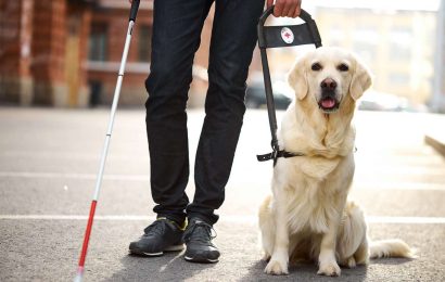 Is Your Dog a Candidate for Service Dog Work?