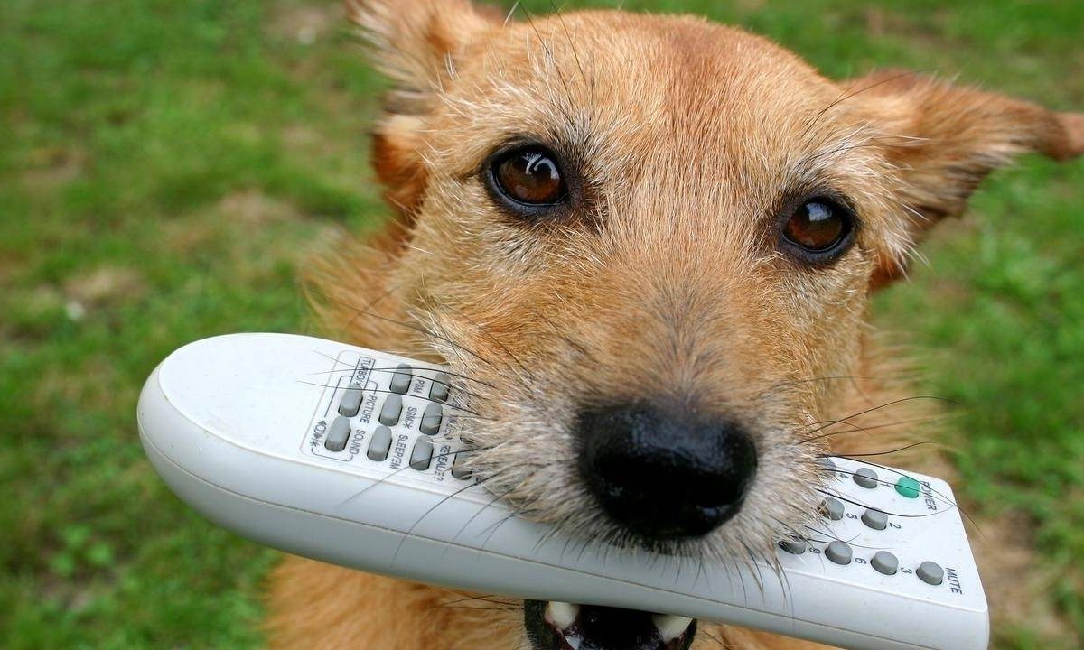 How To Teach Your Dog To Drop Items