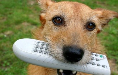 How To Teach Your Dog To Drop Items