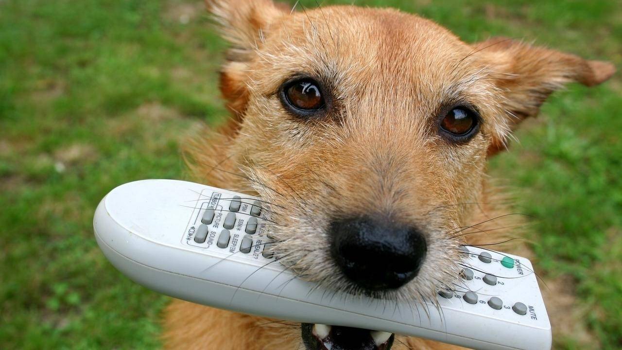How To Teach Your Dog To Drop Items