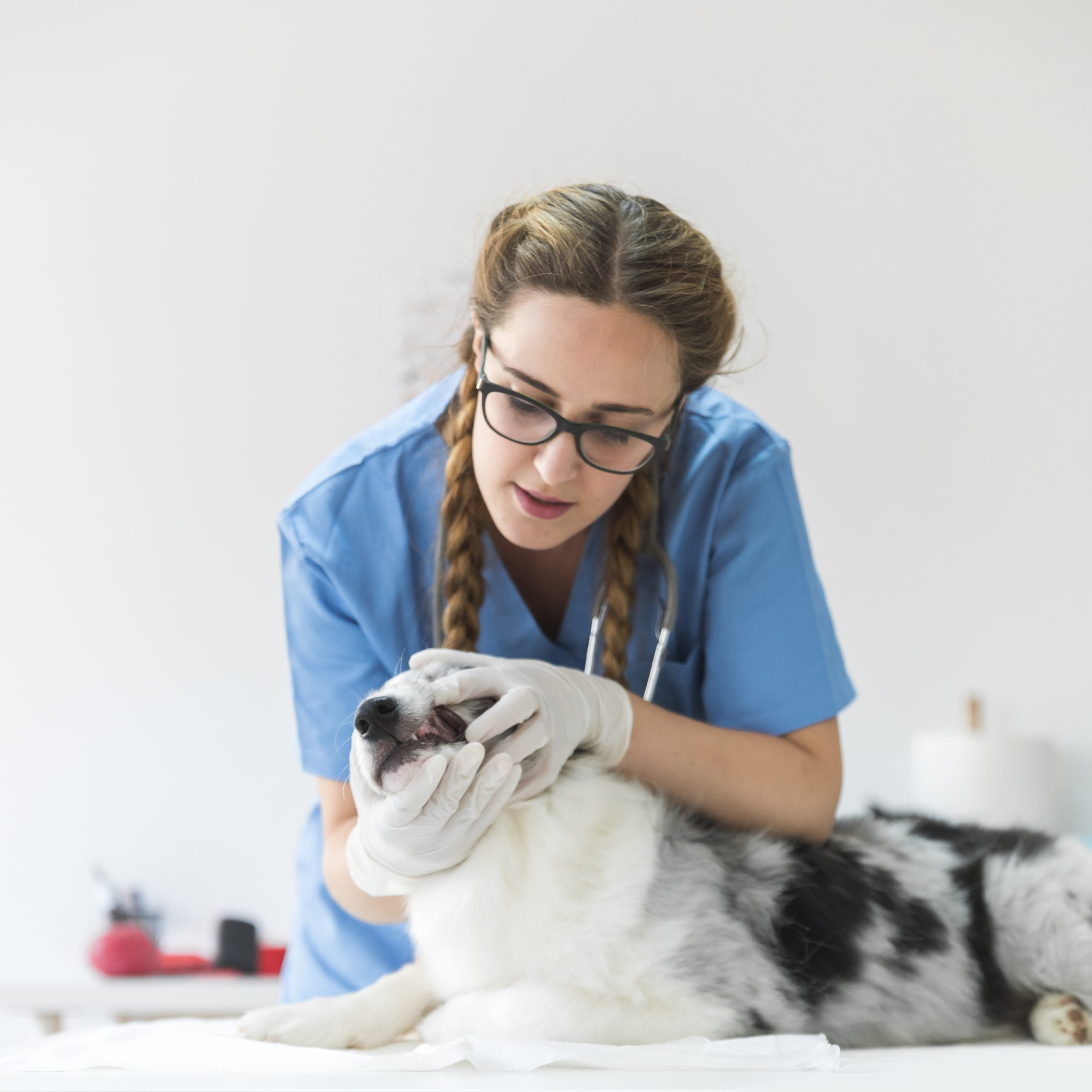 Veterinarian