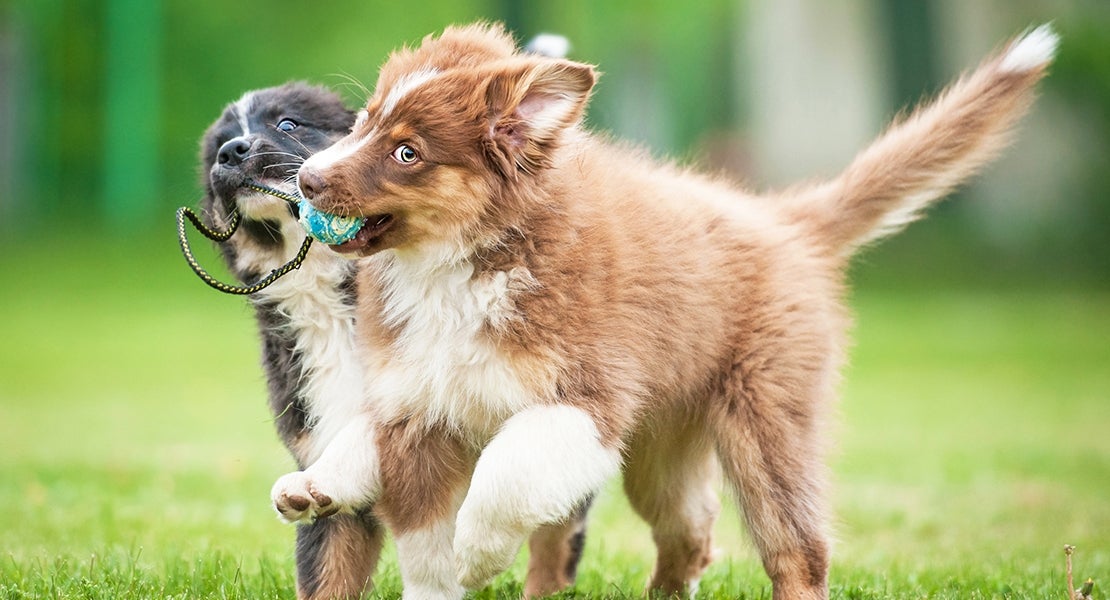 How To Socialize Your New Puppy With Other Dogs
